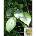 Natual Mulberry Leaf Extract 1-deoxynojirimycin